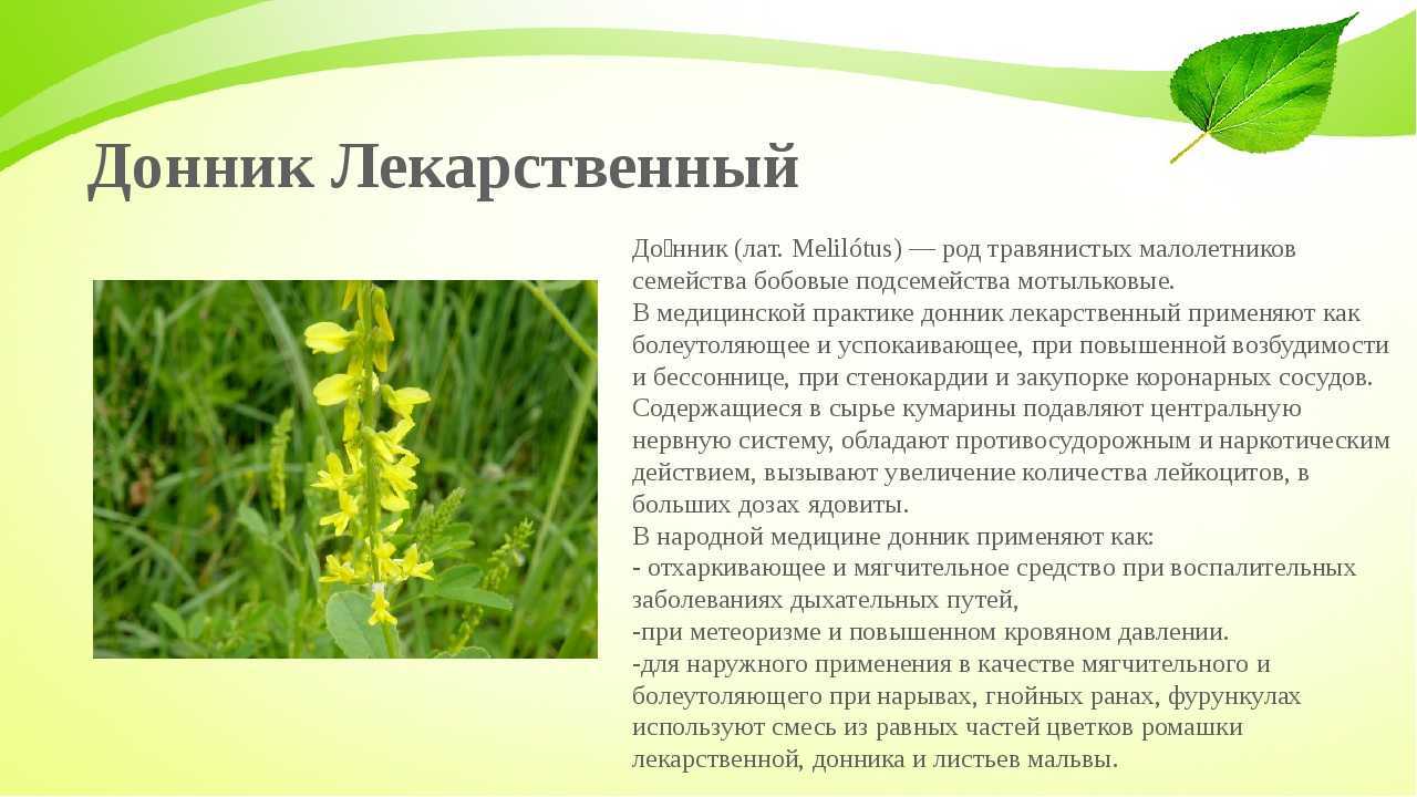 Донник лечебные, полезные свойства, возможный вред