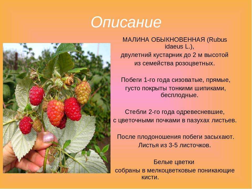Интересные факты о малине: ягода или фрукт?