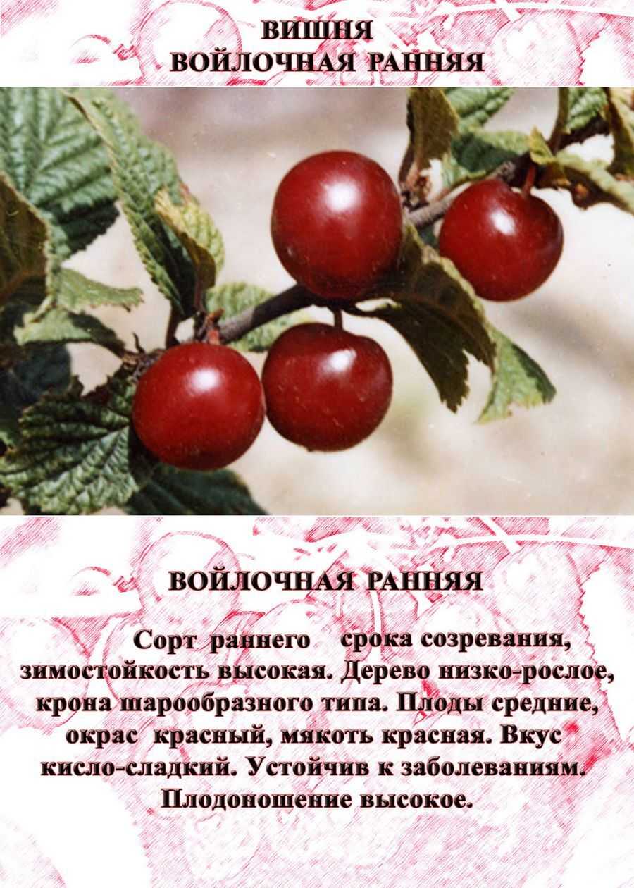 О вишне китайской: как выглядит, почему так называется, посадка и уход