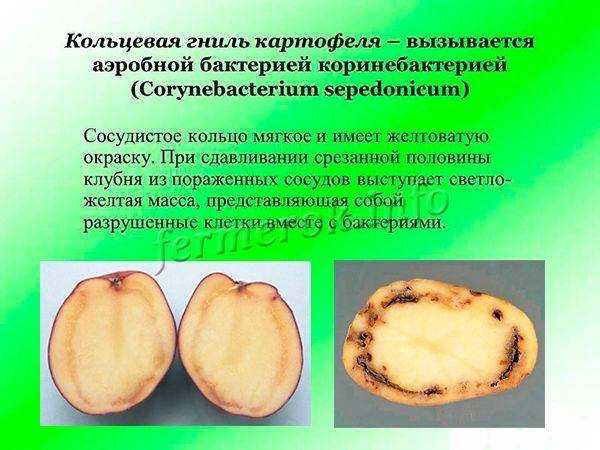 Грибковые, бактериальные и вирусные болезни картофеля и меры борьбы с ними