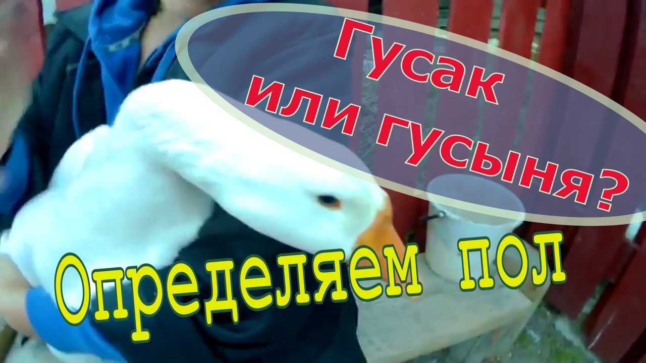 Как отличить гуся от гусыни: лучшие рекомендации