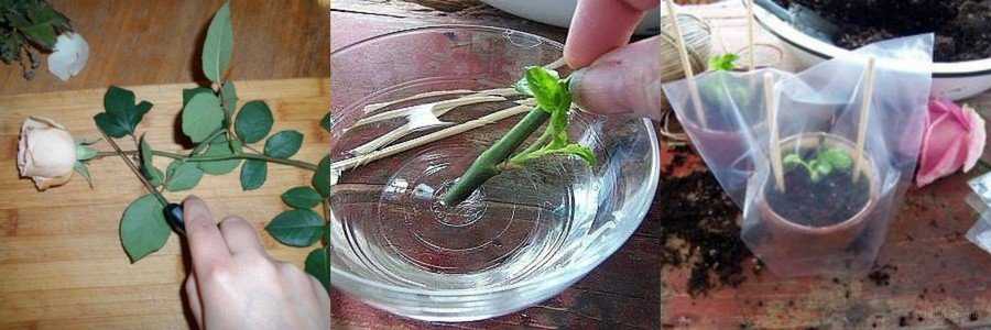 Размножение фуксии одревесневшими черенками с фото
