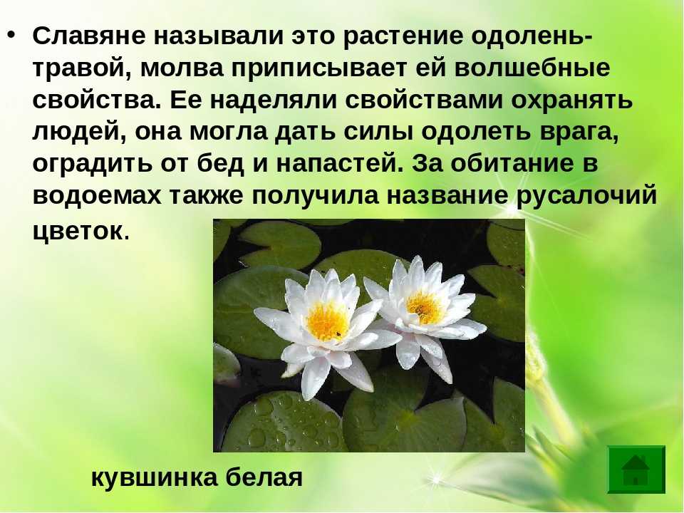 Одолень трава оберег, для чего нужен, как выглядит