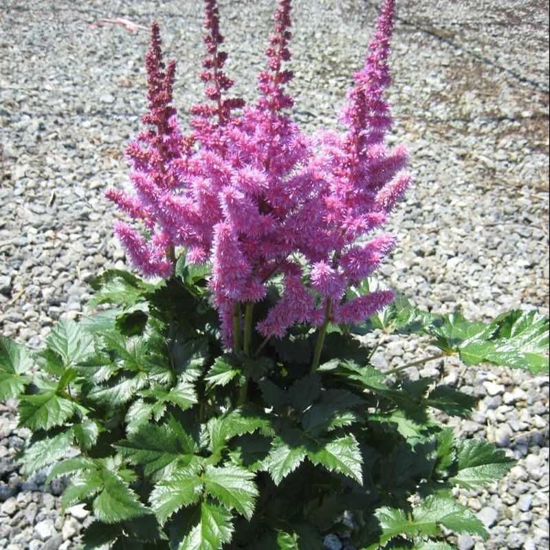 Астильбе китайская - astilbe chinensis - описание таксона - плантариум