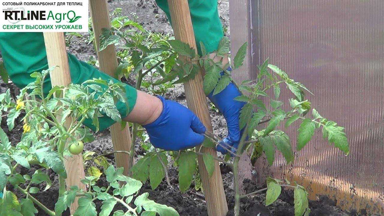 Как подвязывать помидоры в открытом грунте и теплице правильно: способы с фото