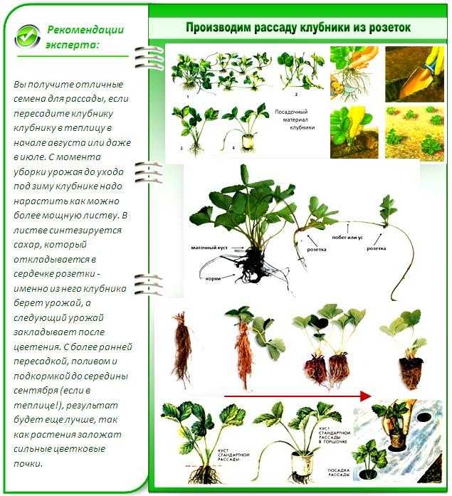 Клубника сорта джоли. особенности сорта ## клубника сорта джоли. особенности сорта | сортовед