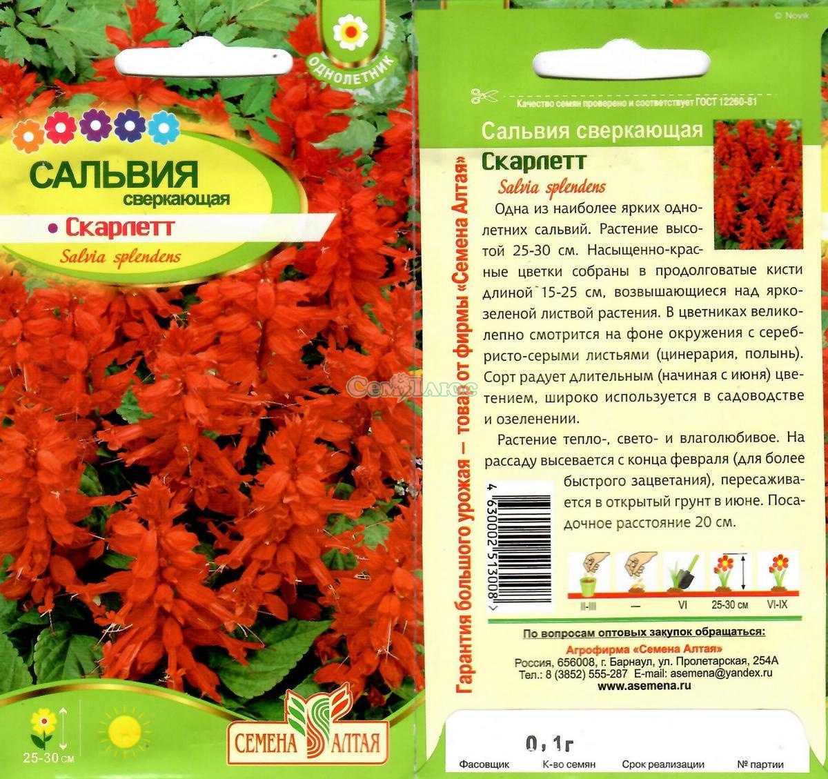 Шалфей – посадка и уход
