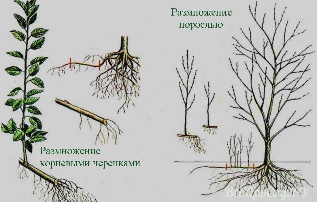 Вишня: сорта, описание, посадка саженцев весной, расстояние, сроки, уход в открытом грунте, фото дерева, как вырастить в подмосковье, средней полосе, урале, сибири