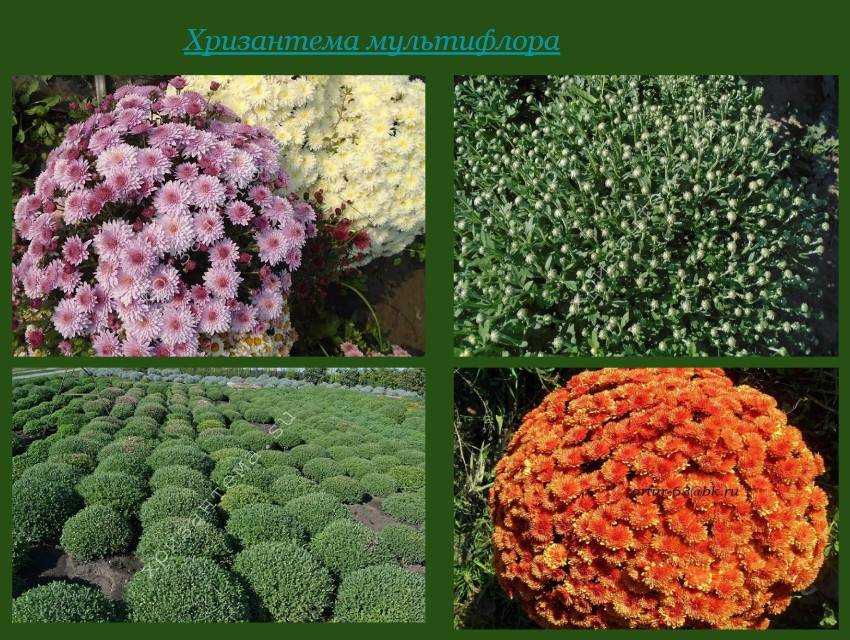 Хризантемы шаровидные: посадка, зимовка, размножение, выращивание и уход