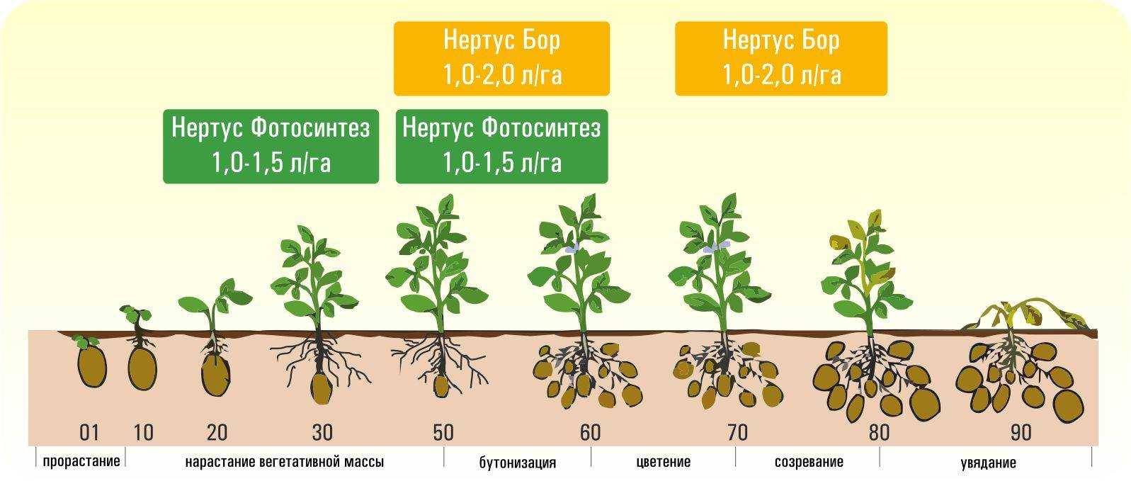 Морковь без прореживания: 9 посевов семян. морковь подготовка семян: отбраковка, закаливание, замачивание, проращивание, обеззараживание, барботирование. посадка моркови без прореживания: 9 посевов се