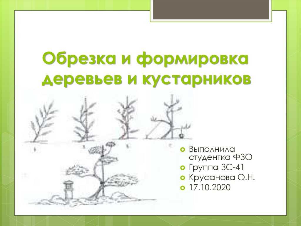 Обрезка декоративных кустарников весной: формируем крону правильно, схемы