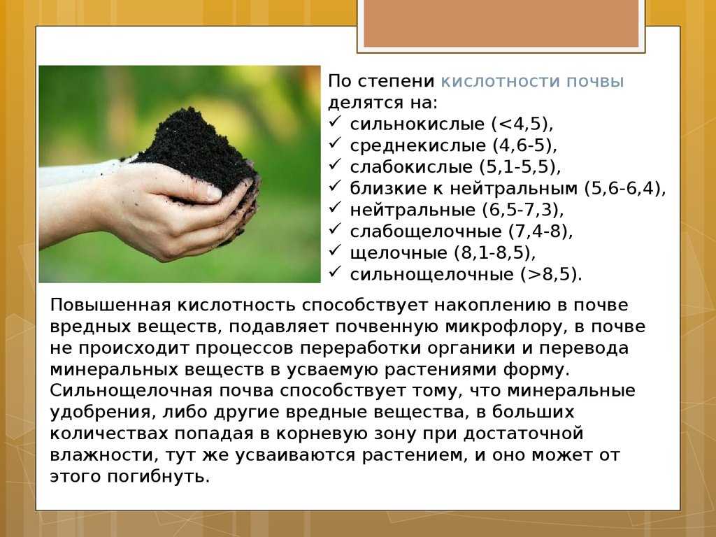 Почему так важно подкармливать гортензию "лимонкой"
