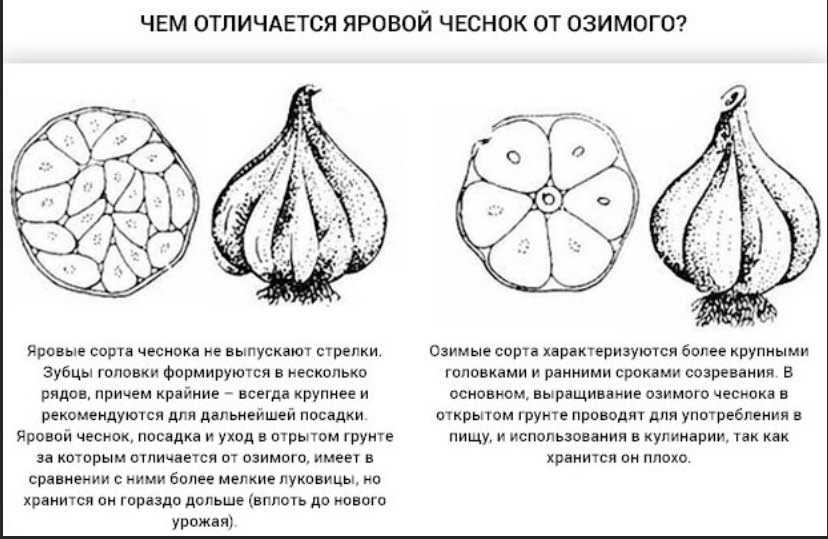 Чем отличается яровой чеснок от озимого: в чем разница между видами растения, как понять по внешним признакам, где какой?дача эксперт