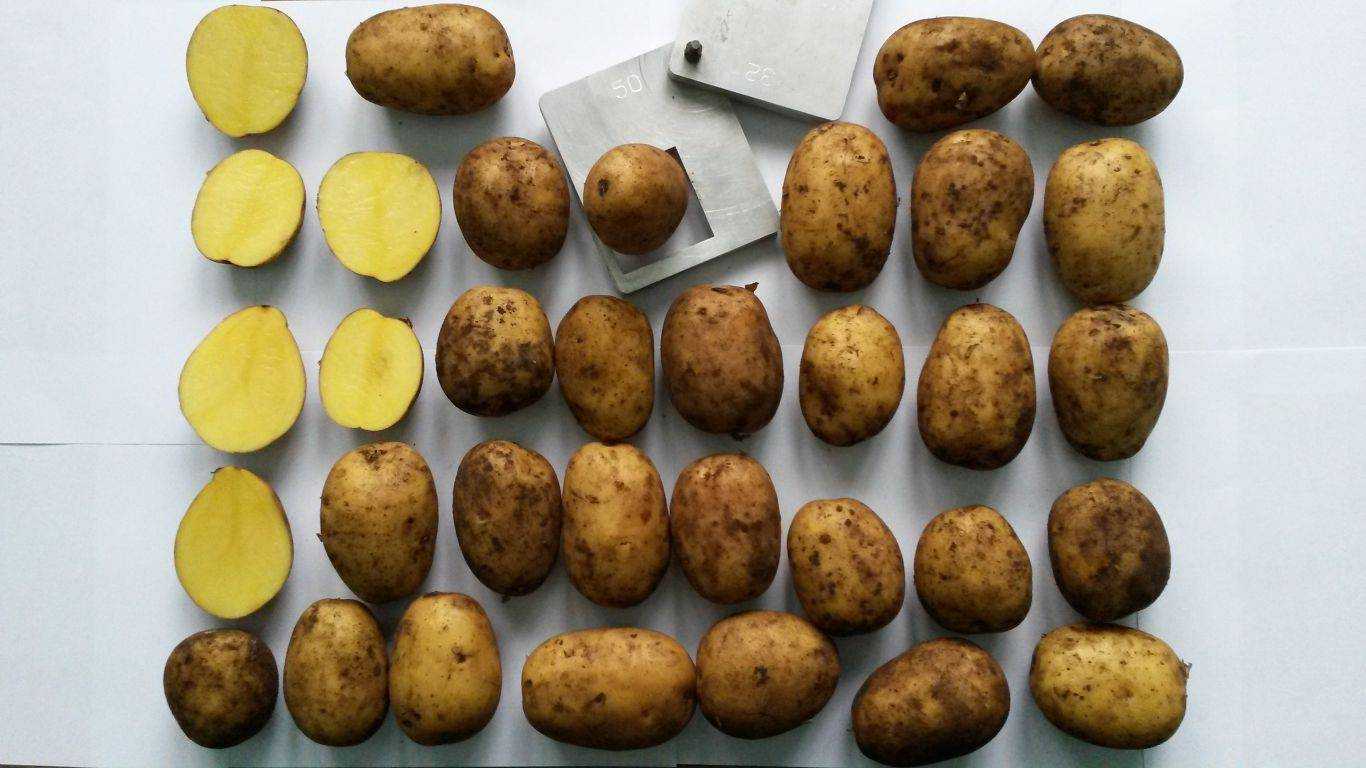 Картофель крона (кроне): описание сорта, фото, отзывы, вкусовые качества, урожайность
