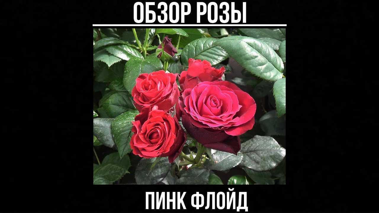 Роза пинк флойд (pink floyd): фото и описание этого сорта, а также пошаговые инструкции по выращиванию и размножениюдача эксперт