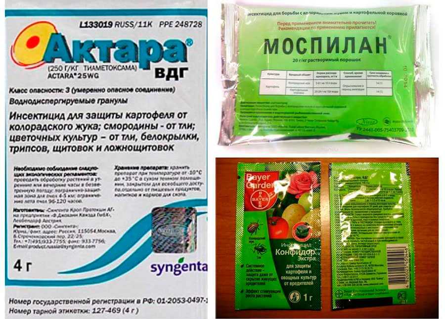 Обработка огурцов йодом, молоком - рецепты для защиты и подкормки