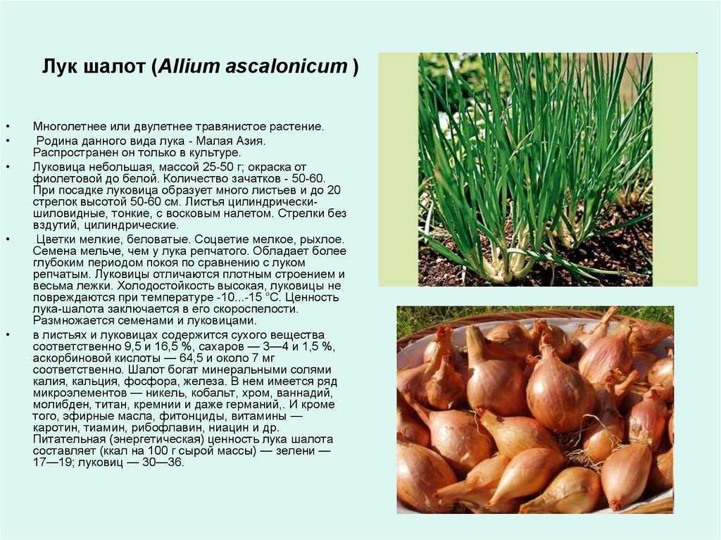 Многолетний лук - сорта и виды