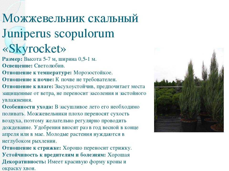 Можжевельник "скайрокет" - описание, посадка и уход + фото