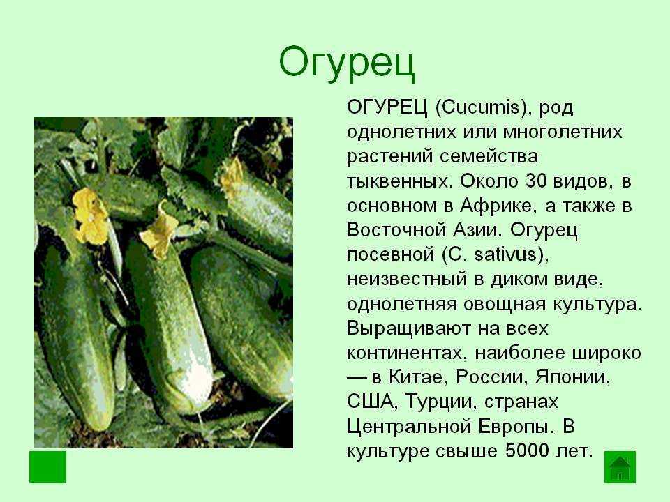 История появления кабачка в россии