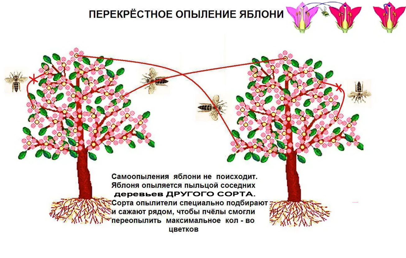 Как опылить грушу: искусственный способ опыления, самоопыляемые сорта