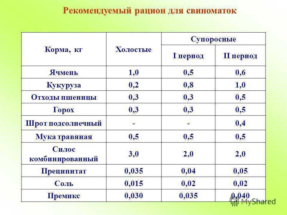Разведение свиней в домашних условиях