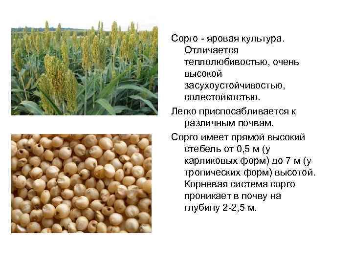 Семена суданской травы