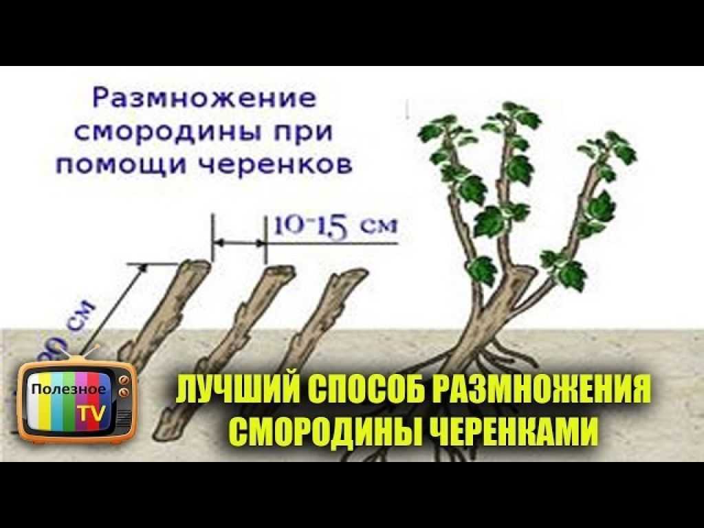 Размножение смородины черенками летом, осенью, весной, в зимнюю пору