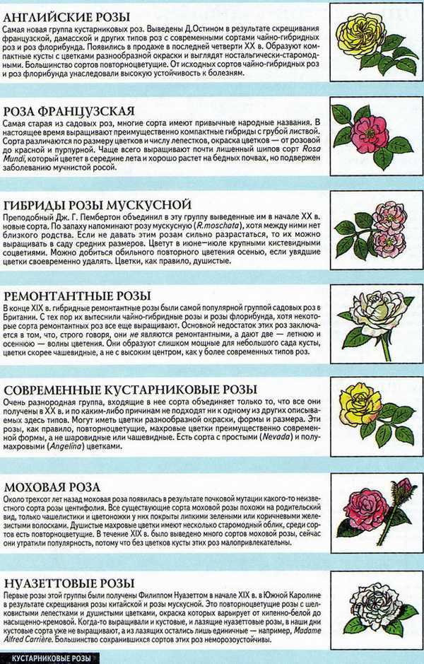 Основные сведения о розах флорибунда: посадка, правила ухода, размножение
