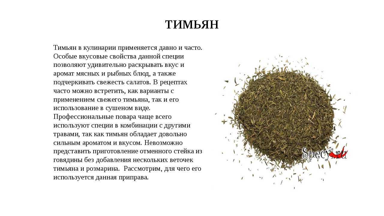 Чабрец – лечебные свойства и противопоказания, применение, фото