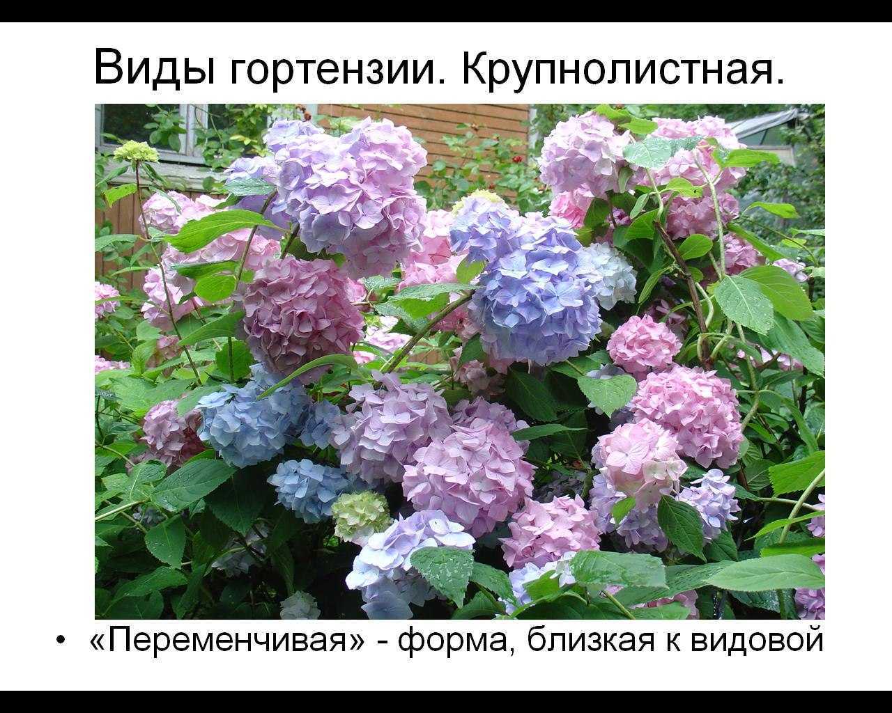 Виды и сорта гортензии – обзор с фото, названием и описанием