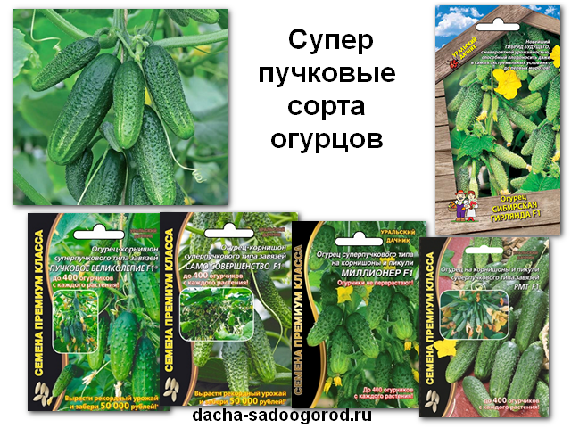 Лучшие сорта самоопыляемых огурцов и особенности выращивания
