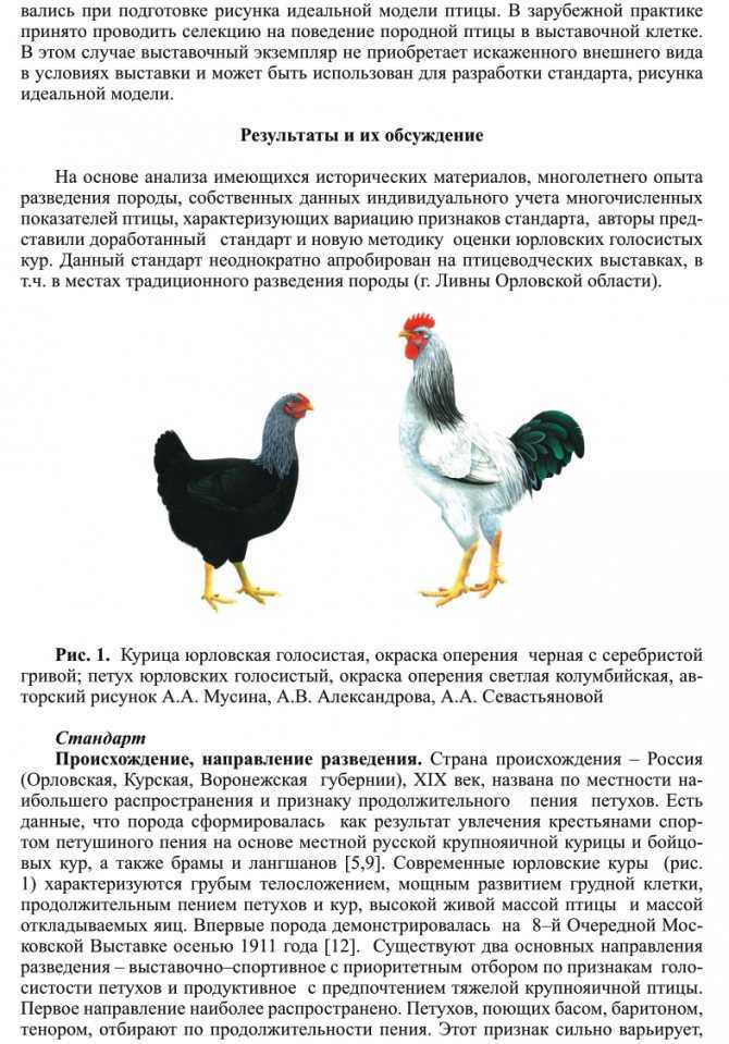 О курах Юрловская Голосистая: характеристики породы, разведение, уход