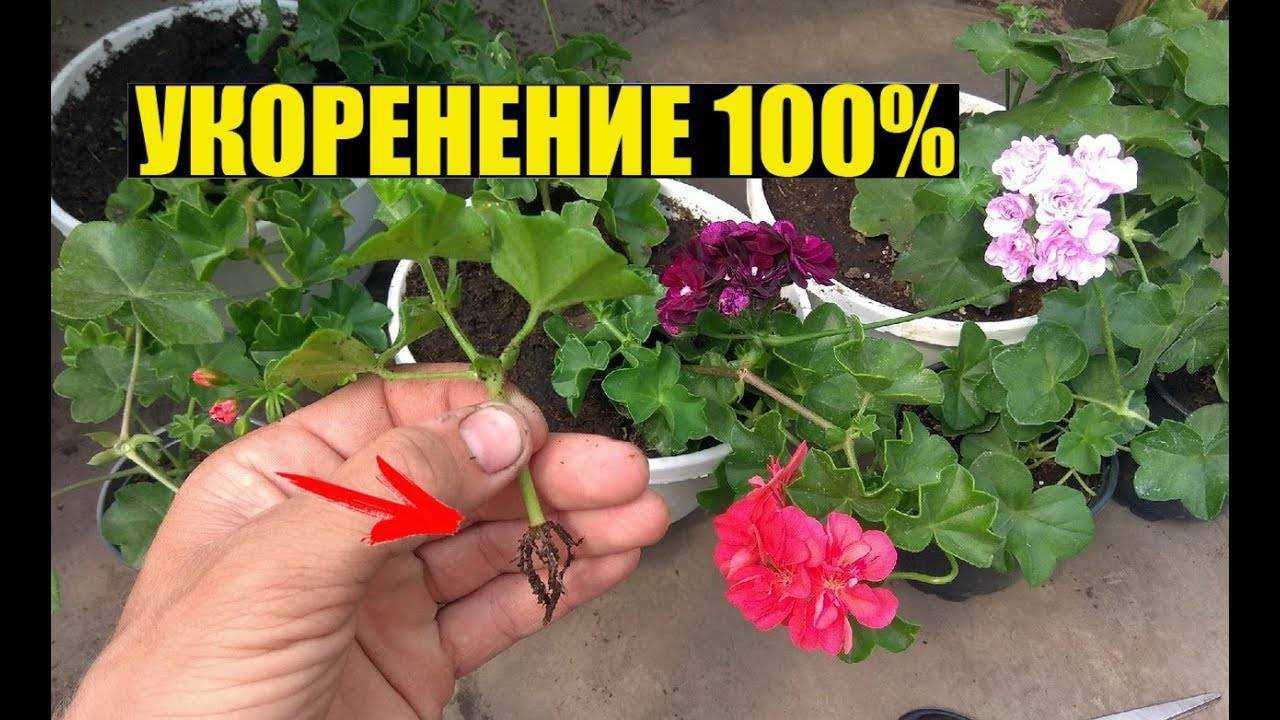 О пеларгонии плющелистной (уход и размножение в домашних условиях)