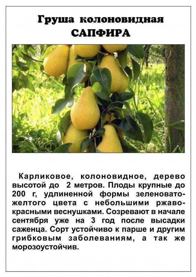 Груша краснобокая – зимостойкий сорт