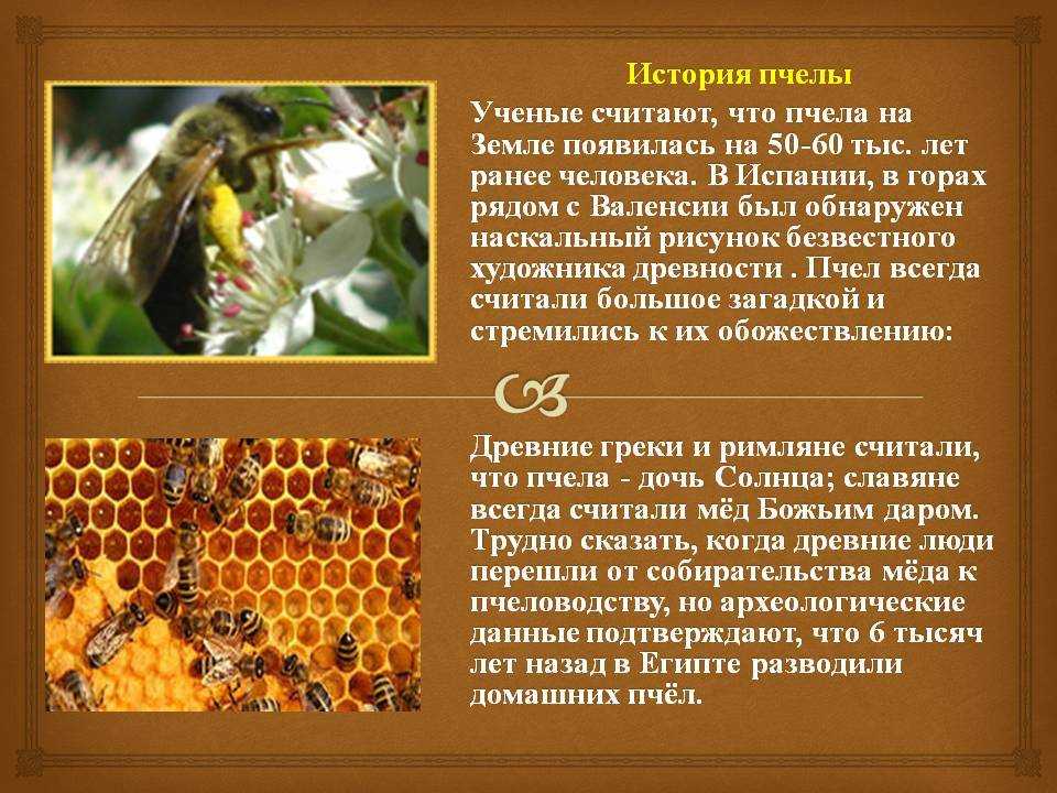 Пчела насекомое. описание, особенности, виды, образ жизни и среда обитания пчелы