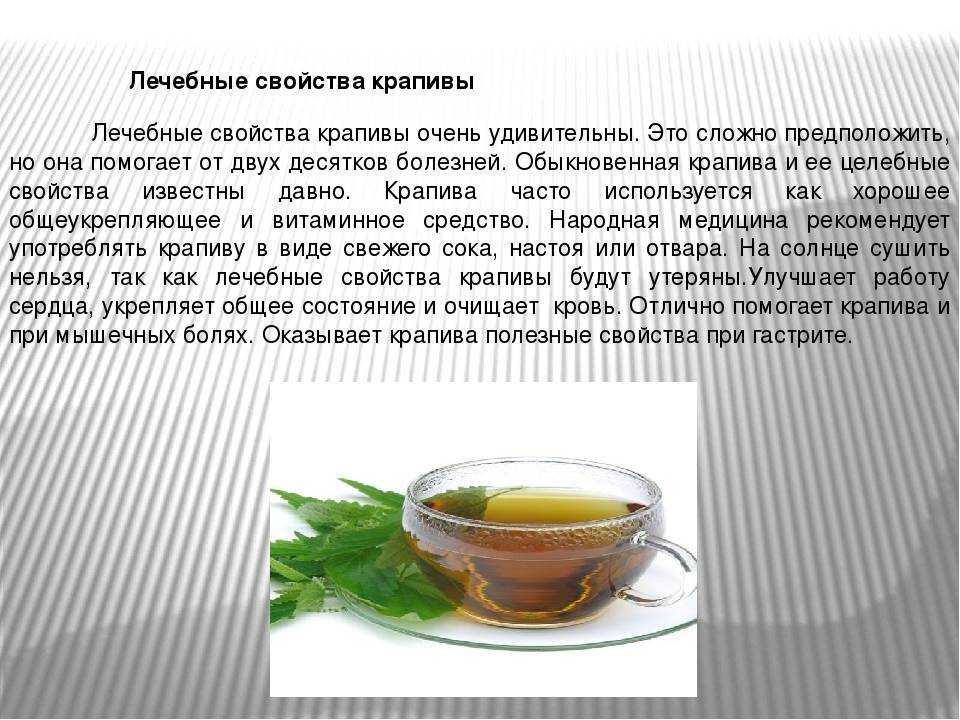 Какая крапива съедобная (фото и описание) | польза крапивы для организма, ее виды и быстрые блюда из крапивы