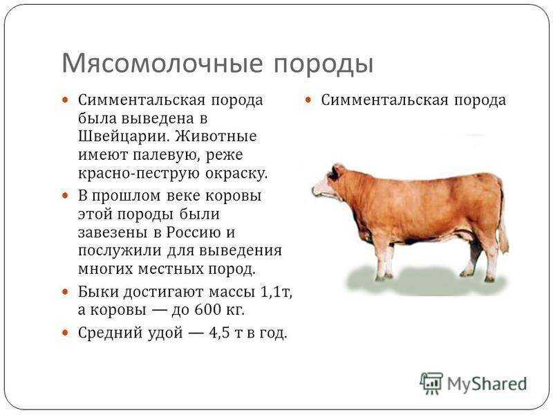 Мясные породы коров: фото, описание, характеристика