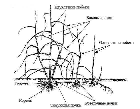 На какую глубину уходят корни малины