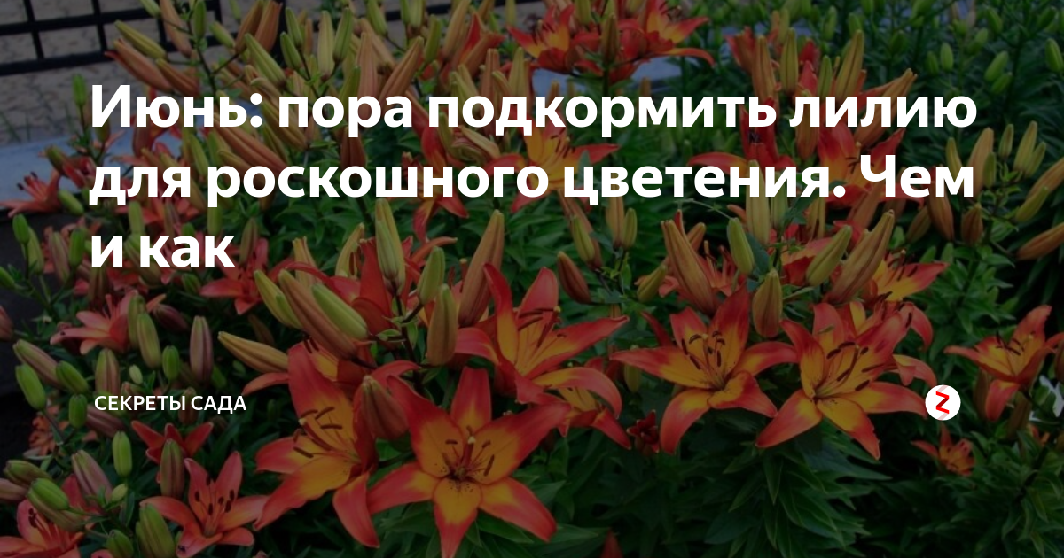 Уход за лилиями после цветения: когда обрезать, пересаживать и другие нюансы