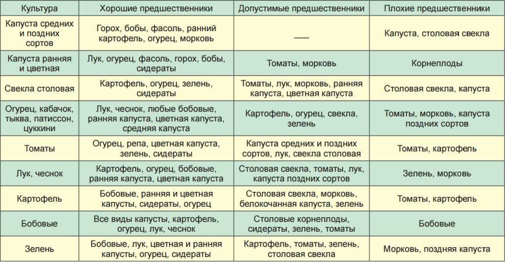 После чего лучше сажать огурцы: лучшие предшественники