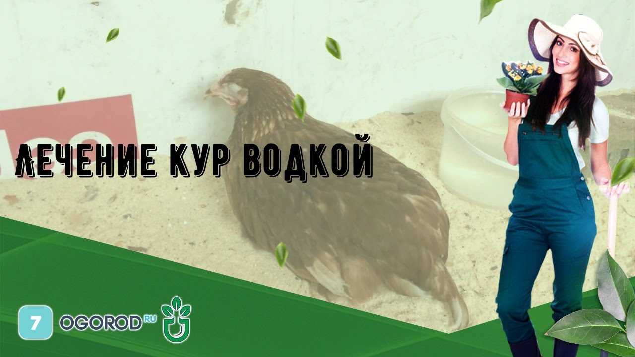 Антибиотики для кур: несушек, бройлеров, широкого спектра действия, дозировка