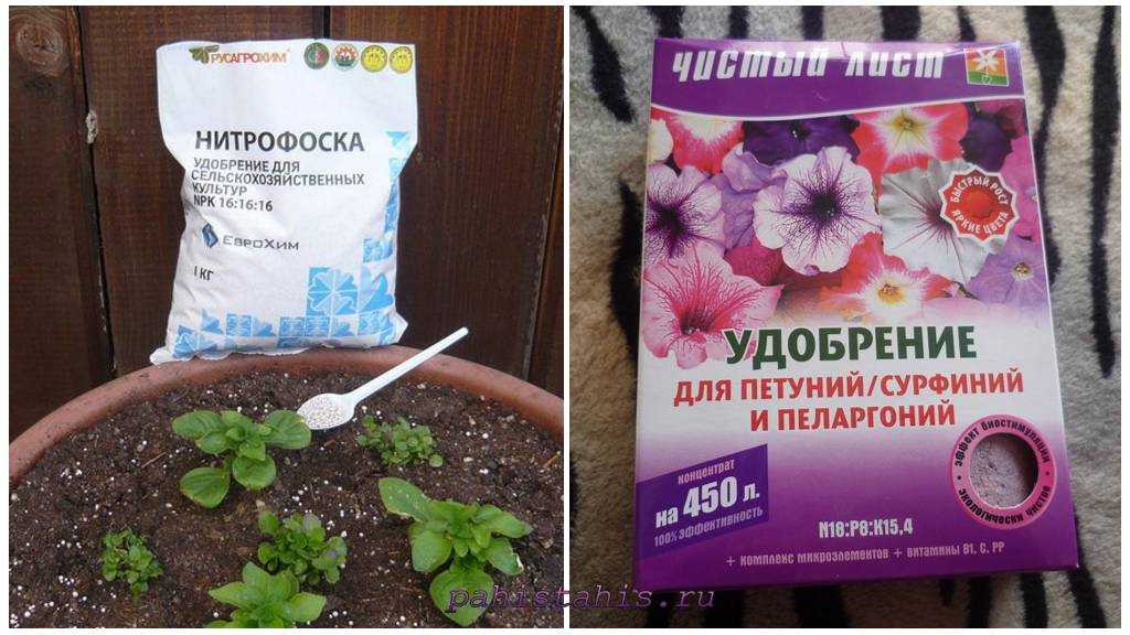 Секреты обильного цветения петуньи: подкормка и агротехника