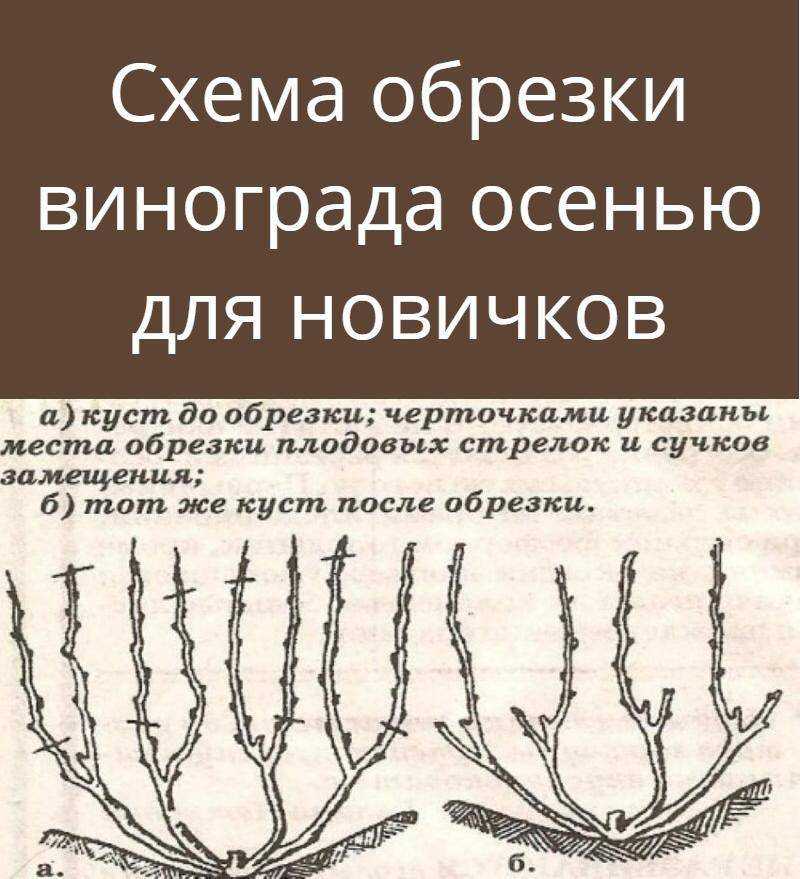 Как подрезать виноград весной