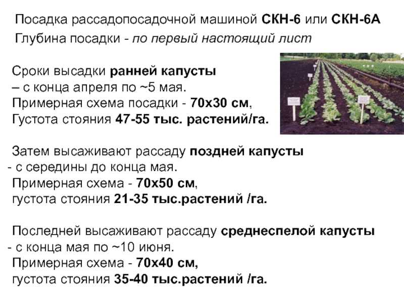 Капуста мегатон f1: топ отзывы, секреты выращивания с фото