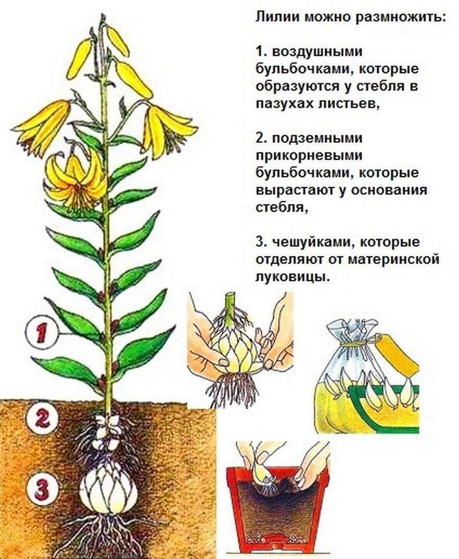 Лилии – выращивание и уход в саду