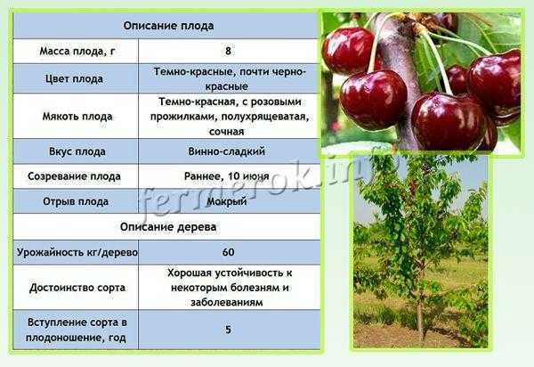 Черешня чермашная: описание и характеристика сорта, выращивание и уход, фото