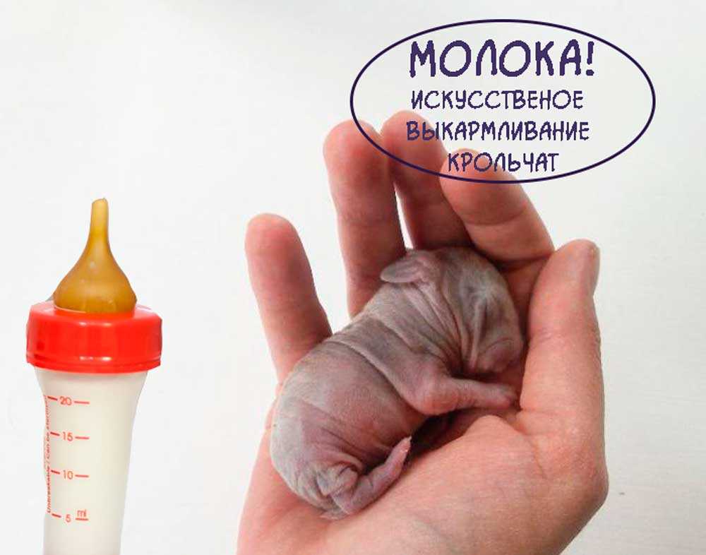 Как выкормить крольчат без крольчихи — полезные советы