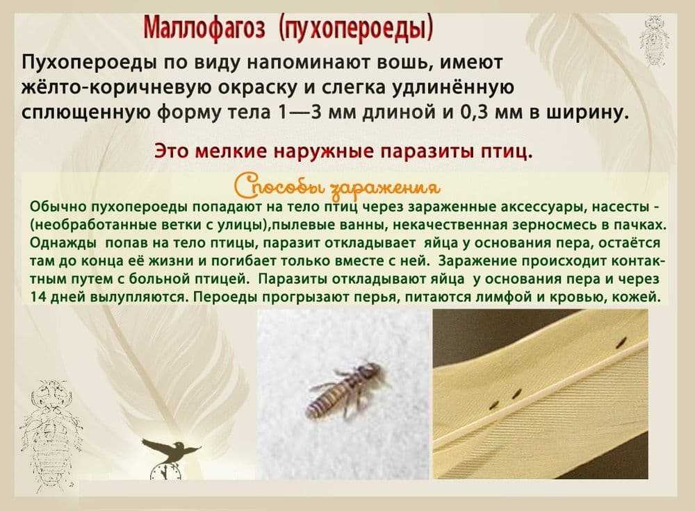 Как избавиться от пероеда у кур с помощью недорогих препаратов и народными средствами? симптомы и лечение в домашних условиях