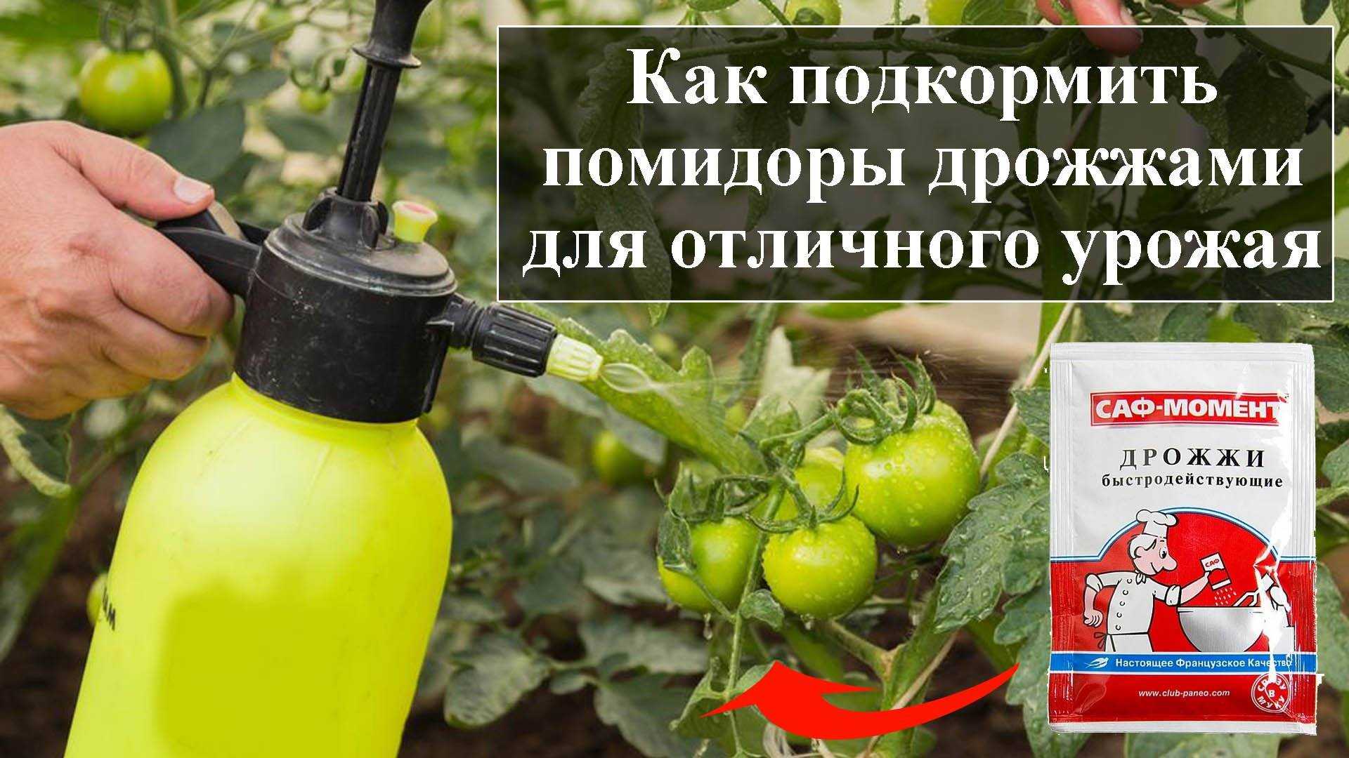 Подкормка помидор дрожжами в теплице и открытом грунте