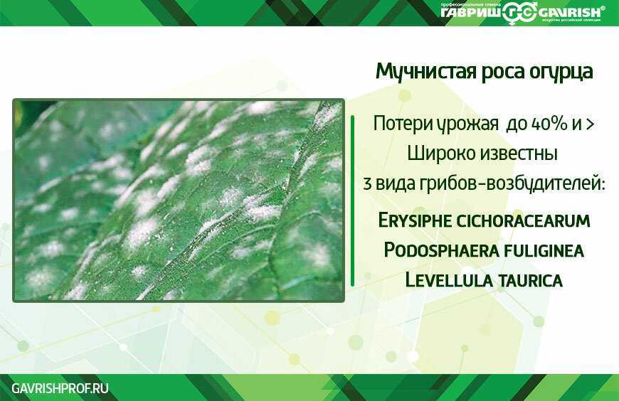Мучнистая роса огурцов – почему борьба молоком всегда срабатывает — агроxxi